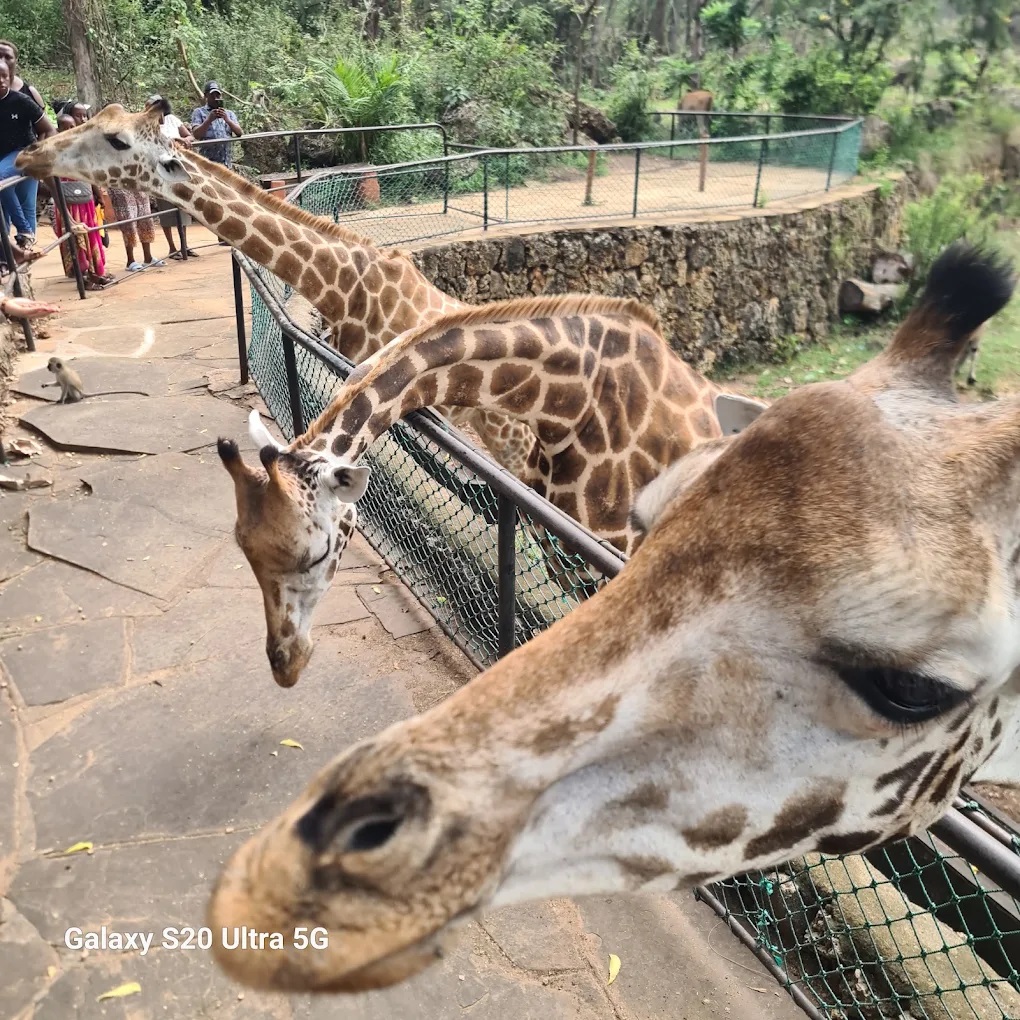 Haller Park, Bamburi, Mombasa